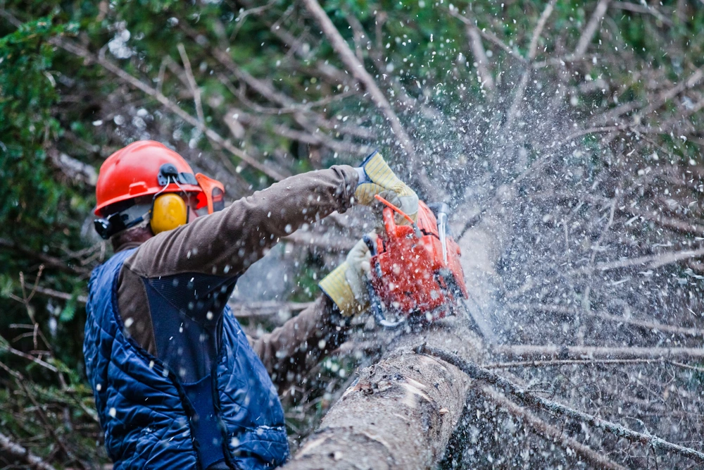 Logging Worker As One Of The Most Dangerous Jobs In The World